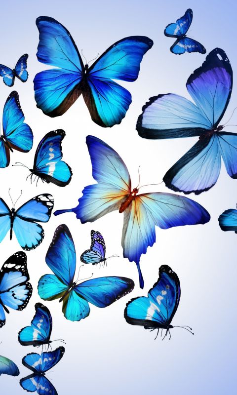 Butterfly Colorful Blue Drawing Art Beautiful Iphone   Wallpaper Ilikewallpaper Com