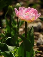 Beautiful Tulips Flowers Wallpaper Pictures