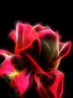 Beautiful Roses Flowers Wallpapers Pictures