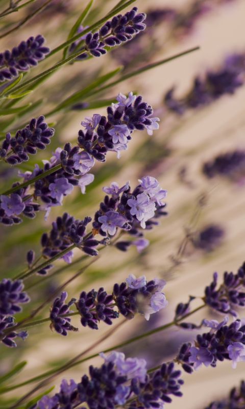Beautiful Lavender Macro Meadow     X     IPhone   Plus Wallpaper