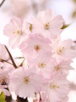 Ornamental Cherry Blossom White Flowers Beautiful Nature Top Hd Wallpapers     X