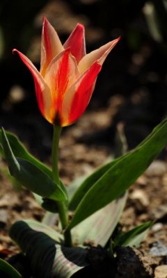 Beautiful Tulips Flowers