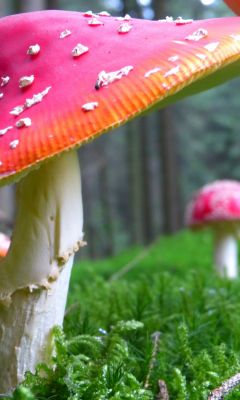 Agaric mushroom pink