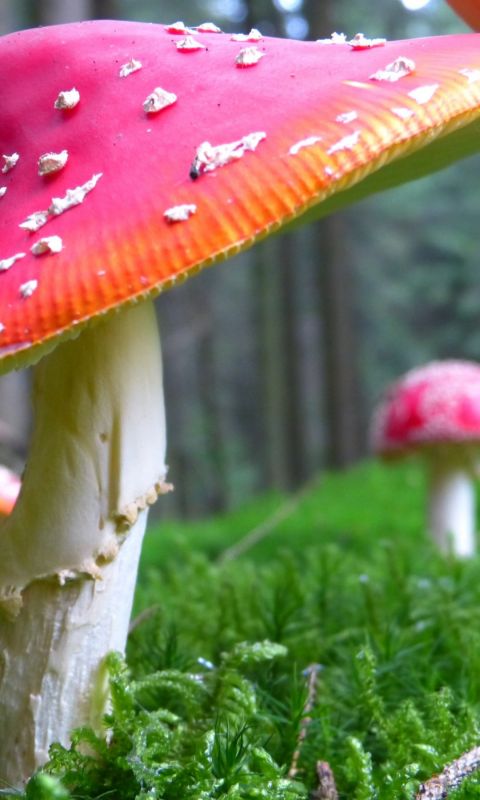 Agaric mushroom pink