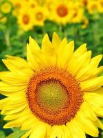 Beautiful Sunflowers