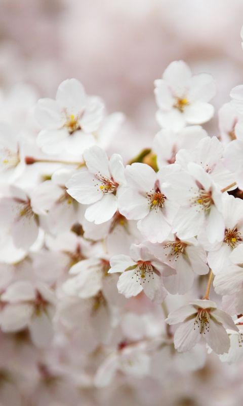 Bloom Cherry Blossom