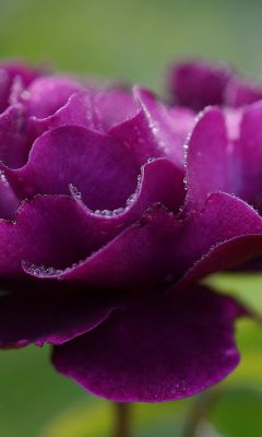 Purple Rose Wet Waterdrops