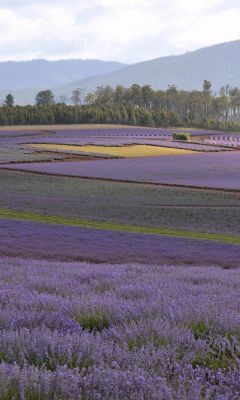 Lavender Farm Oak Tree Beautiful Purple Bridestowetasmania Travel  K Ultra Hd Wallpapers     X