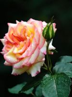 Rose Bloom Macro IPhone   Plus Wallpaper Ilikewallpaper Com