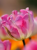 Beautiful Tulips Flowers Wallpaper Pictures