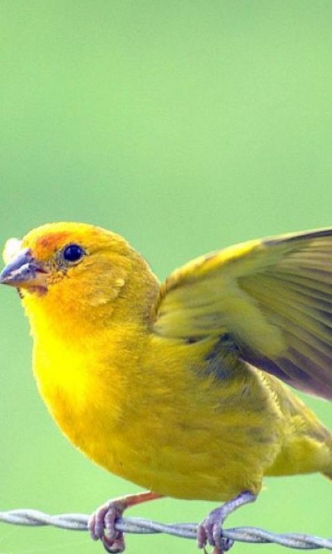 Yellow Bird  Picture Beautiful         X