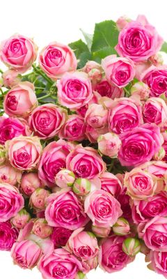 Beautiful Pink Rose Bookey