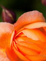 Beautiful Orange Rose Flowers Macro Photography Top Uhd  K Wallpapers     X
