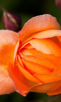 Beautiful Orange Rose Flowers Macro Photography Top Uhd  K Wallpapers     X