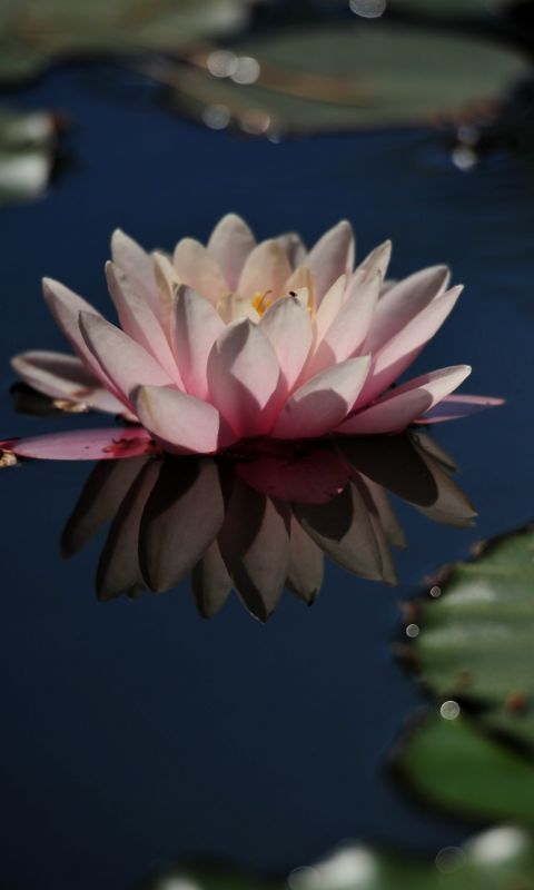 Beautiful Water Lilies Flowers Wallpapers Pictures
