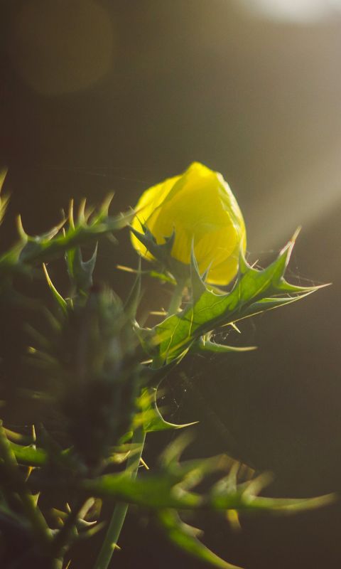 Beautiful Yellow Rose