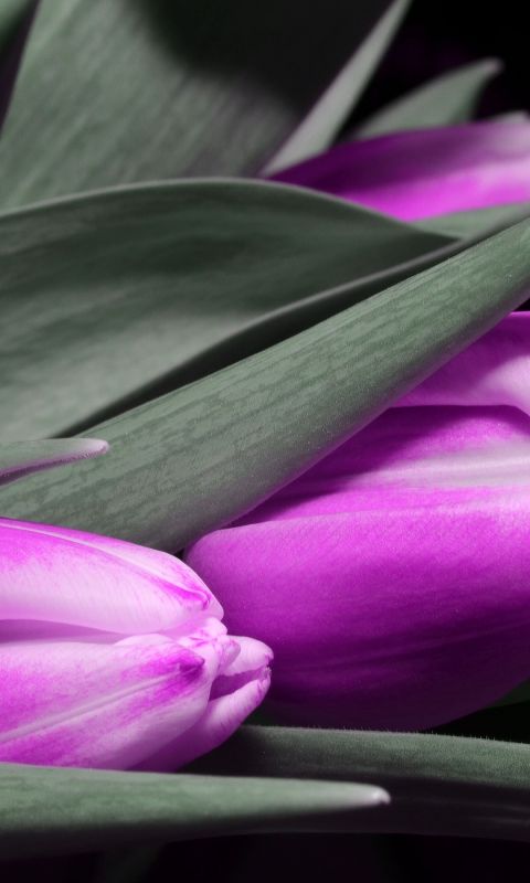 Tulip Black Dark Purple