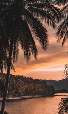 silhouette of palm tree during golden hour wallpaper