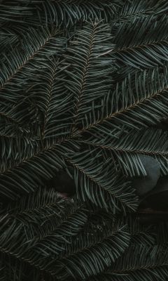 green pine tree leaves wallpaper