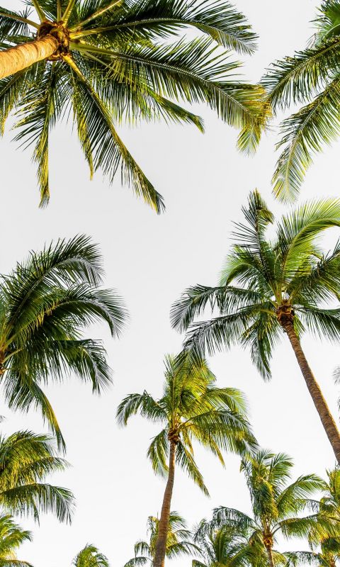 low angle photography of palm trees wallpaper