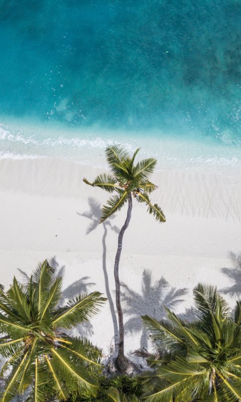 coconut trees near shore wallpaper