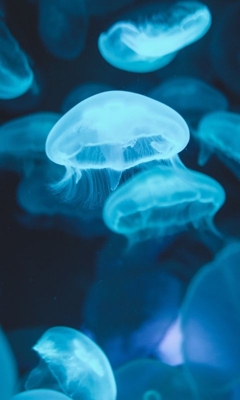 school of jellyfish swimming on water wallpaper