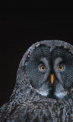 gray owl on black background wallpaper