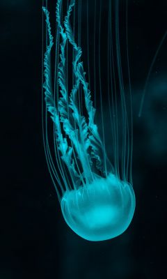 white jellyfish wallpaper