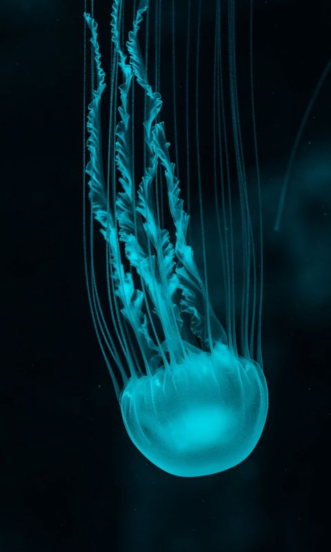 white jellyfish wallpaper