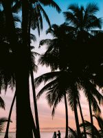 silhouette photography of coconut palm trees wallpaper
