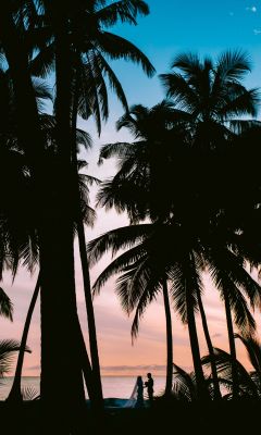silhouette photography of coconut palm trees wallpaper