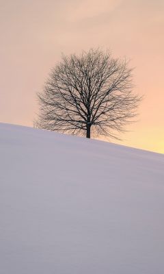 leafless tree on the hill wallpaper