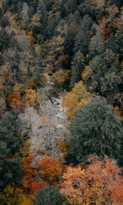 aerial photography of woods wallpaper