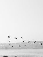 birds flying over boat wallpaper