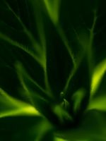 green plant wallpaper
