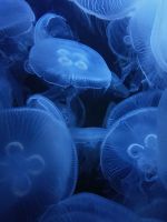underwater photography of jellyfish wallpaper