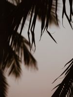 silhouette of coconut trees wallpaper