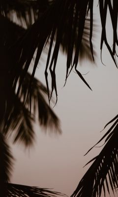 silhouette of coconut trees wallpaper