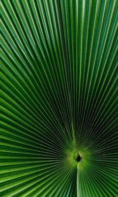 green fan palm leaf wallpaper