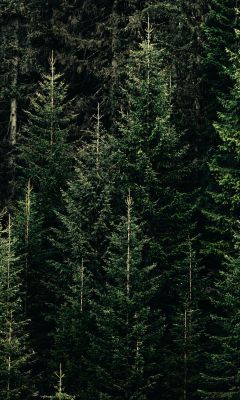 green forest with pine trees wallpaper