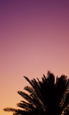 silhouette of palm tree wallpaper