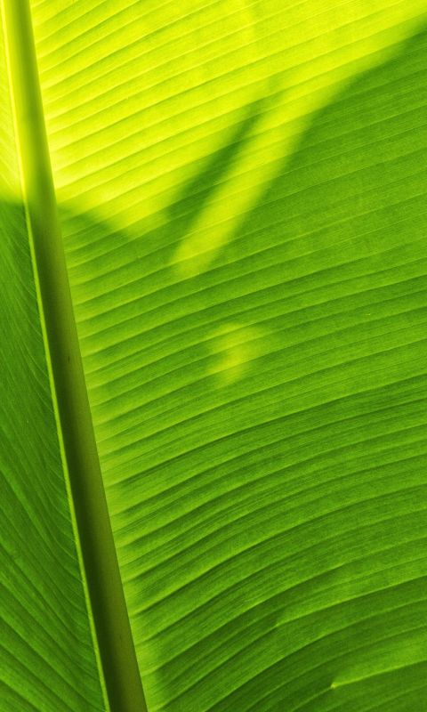 green banana leaf wallpaper