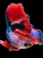 red and silver guppy fish wallpaper