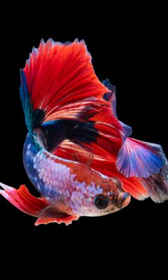 red and silver guppy fish wallpaper