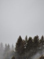 fogs and pine trees wallpaper