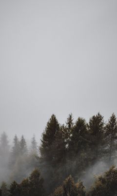 fogs and pine trees wallpaper
