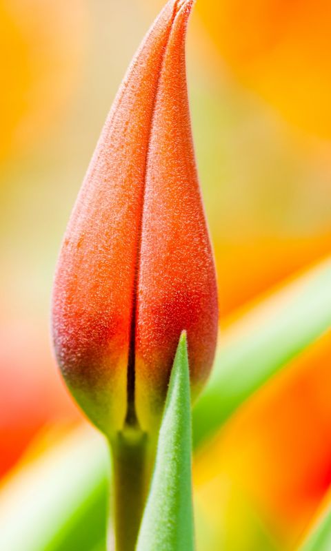 orange tulip bud wallpaper