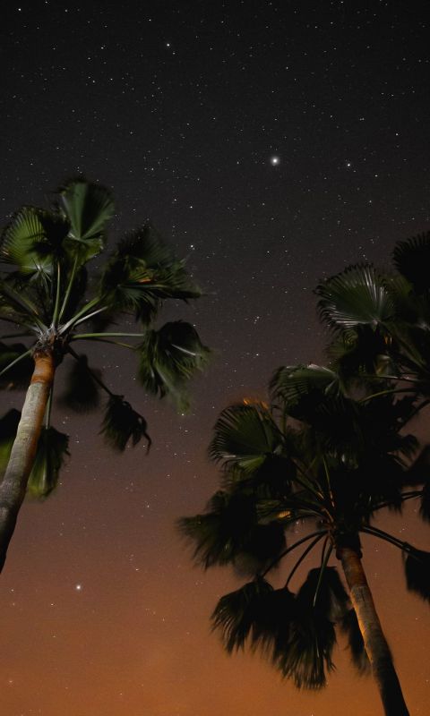 three coconut trees during nighttime wallpaper