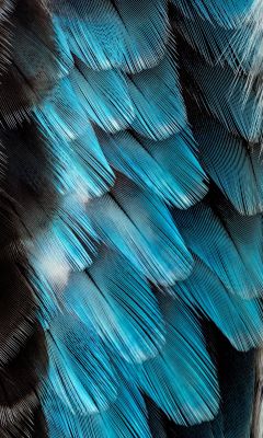 black and blue feather wallpaper
