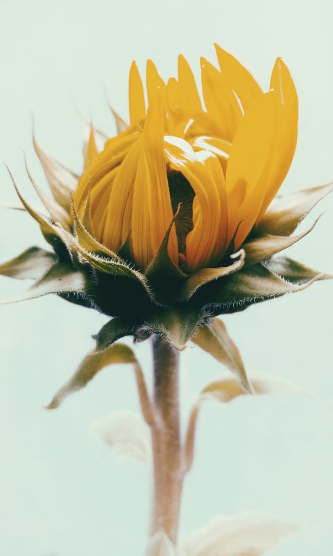 shallow focus photography of yellow sunflower wallpaper
